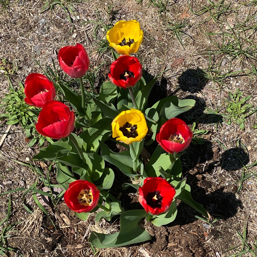 Meet your Posher, Allison